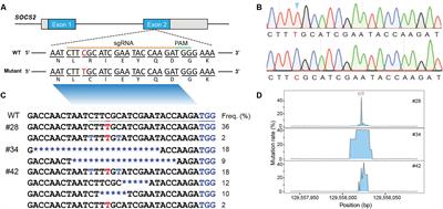 Programmable Base Editing of the Sheep Genome Revealed No Genome-Wide Off-Target Mutations